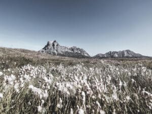 Blumenwiese mit Berge im Hintergrund