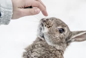 Kinderhand berührt Nase von Hase